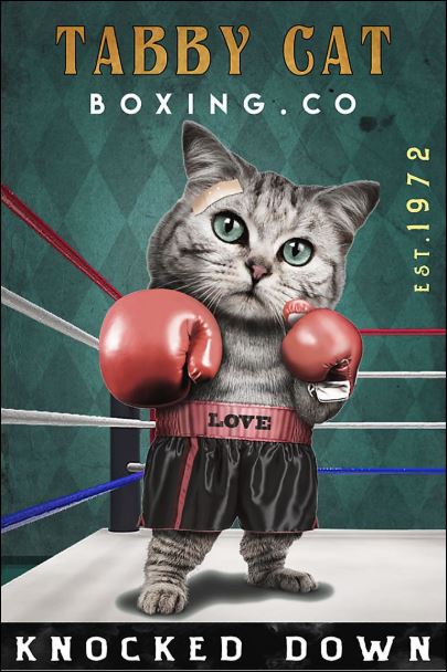 Tabby cat boxing co knocked down poster