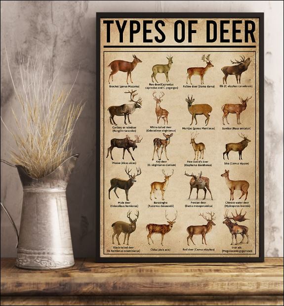 Types of Deer poster 1