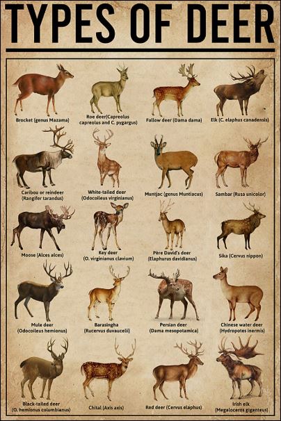 Types of Deer poster